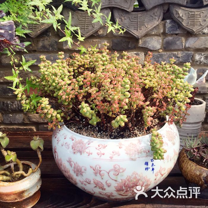 景天韵多肉园艺馆图片 - 第56张