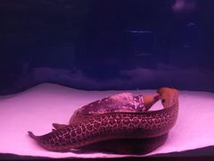-沙沙哗啦海洋馆(华宇百花谷店)