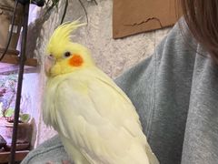 -吉丁鸟咖·异宠·寄养