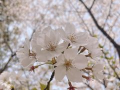 -高东镇樱花园