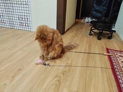 -猫十亿·布偶金渐层·曼基康矮脚猫舍(青年路店)