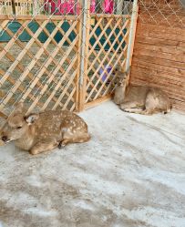 -萌宠亲子动物乐园(槐房万达店)