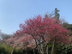 -菊花台公园
