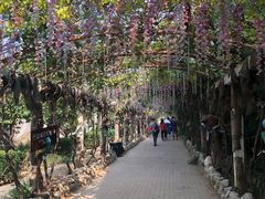 -呀路古热带植物园