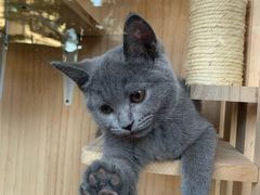 -袖虎·猫馆(体育西路店)