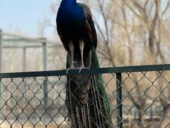 -北京麋鹿生态实验中心