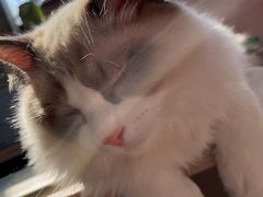 -猫大福·Fortune Cat猫舍(百子湾店)
