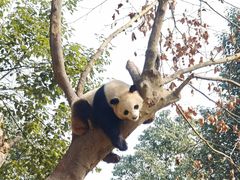 -都江堰中华大熊猫苑