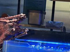 -苏格里岛·自助烤肉·火锅海鲜(金鼎广场店)