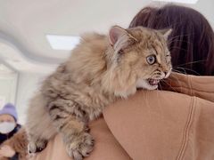 -北京观赏动物医院·24小时大型综合·猫专科·异宠专科