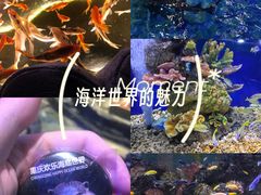 -重庆欢乐海底世界