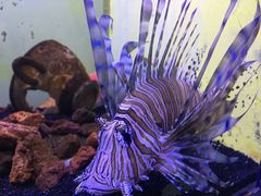 -芜湖新华联大白鲸海洋公园