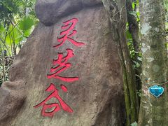 -呀诺达热带雨林