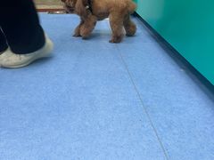 -博特宠物医院24h犬猫全科.骨科·异宠