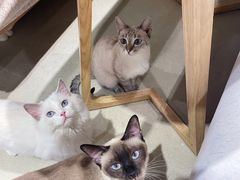 -藏猫猫咖啡主题馆(中央大道店)