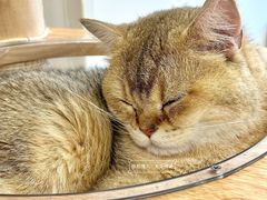 -有喵·猫咖·狗咖·30几只猫10只小狗(岗厦店)