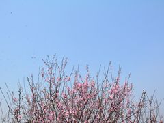 -香雪海