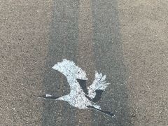 -盐城丹顶鹤湿地生态旅游区