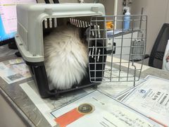 -四月宠物医院·猫专科·心脏专科·内科(转塘店)