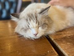 -猫小院猫主题餐厅(南锣旗舰店)