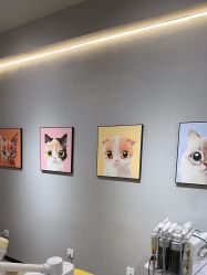 -洗脸猫·洗脸吧