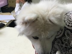 -美联众合动物医院·24h京西诊疗中心