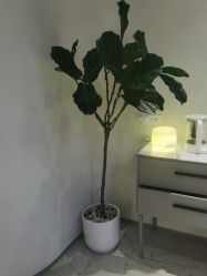 -安吉拉青春化管理中心