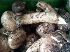 松茸-洱海渔家饭庄