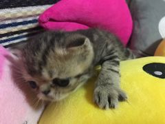 -纳吉亚猫专科动物医院博雅分院