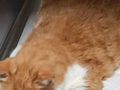 -特一安24小时宠物医院·骨科·中兽医