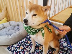 -柴迷FANS CLUB·柴犬狗咖·猫咖