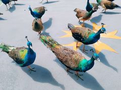 -西双版纳原始森林公园