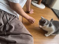 -伟伟宠物医院·瑞派猫友好医院·猫科(光谷店)