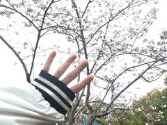 -高东镇樱花园