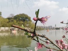 -八大山人梅湖景区