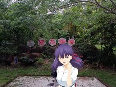 -兴隆隆苑咖啡庄园
