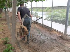 -马陆小张葡萄园农家乐