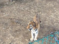 -石家庄市动物园