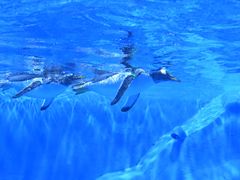 -石家庄极地海洋世界