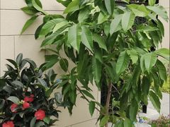 -双季花艺园艺市场(浦东店)