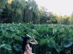-莲湖公园