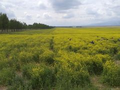 -马白开来特色羊排揪片子  (总店)