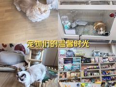 -唐小姐の私宠·宠物洗护美容·撸猫馆·购宠(周浦万达旗舰店)