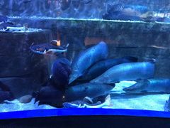 -成都浩海立方海洋公园