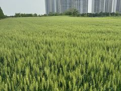 -贡湖湾湿地公园