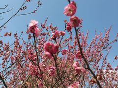 -洋湖国家湿地公园