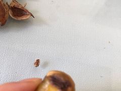 -阿男野栗王(金门路店)