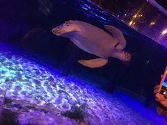 -暹罗海洋世界