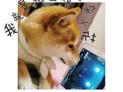 -北京佳信宠物医院