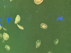 -上海海洋水族馆